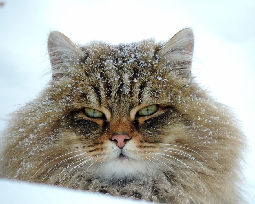 Siberian Cat