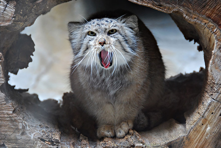 Pallas Cat