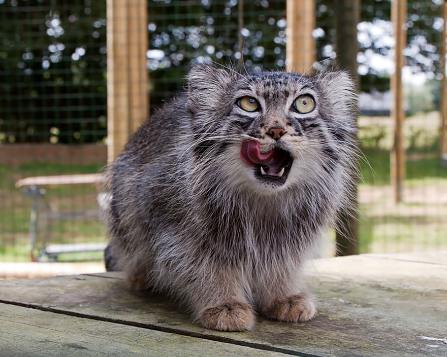 Pallas Cat