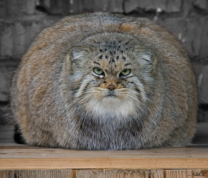 Pallas Cat