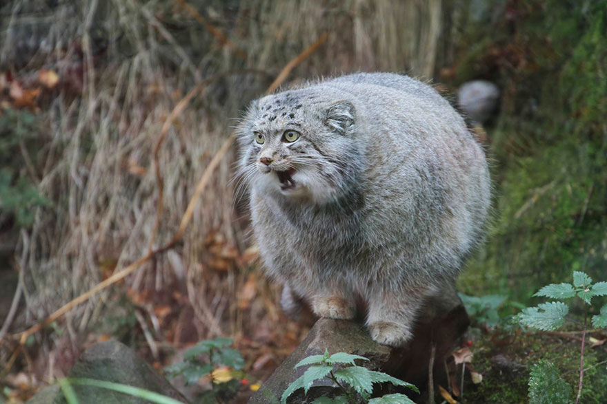 Pallas Cat