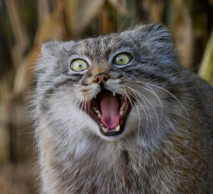 Pallas Cat