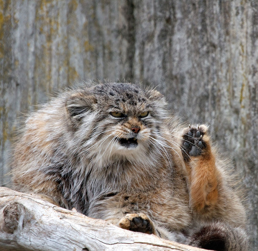 Pallas Cat