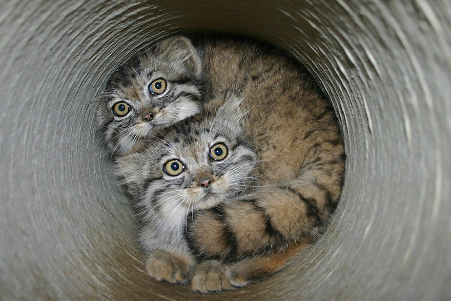 Pallas Cat