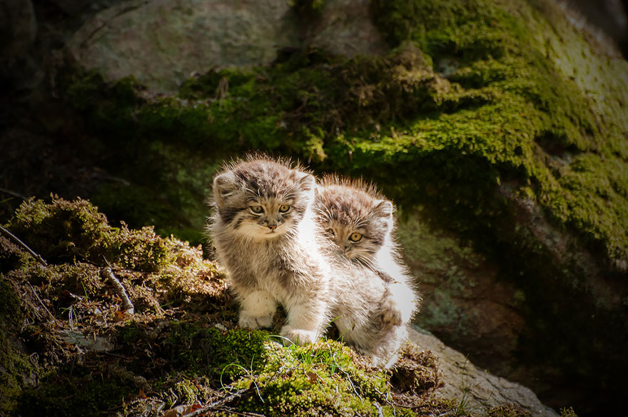 Pallas Cat