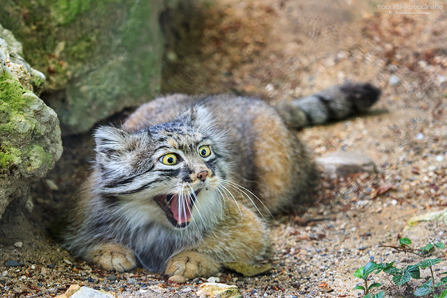 Pallas Cat