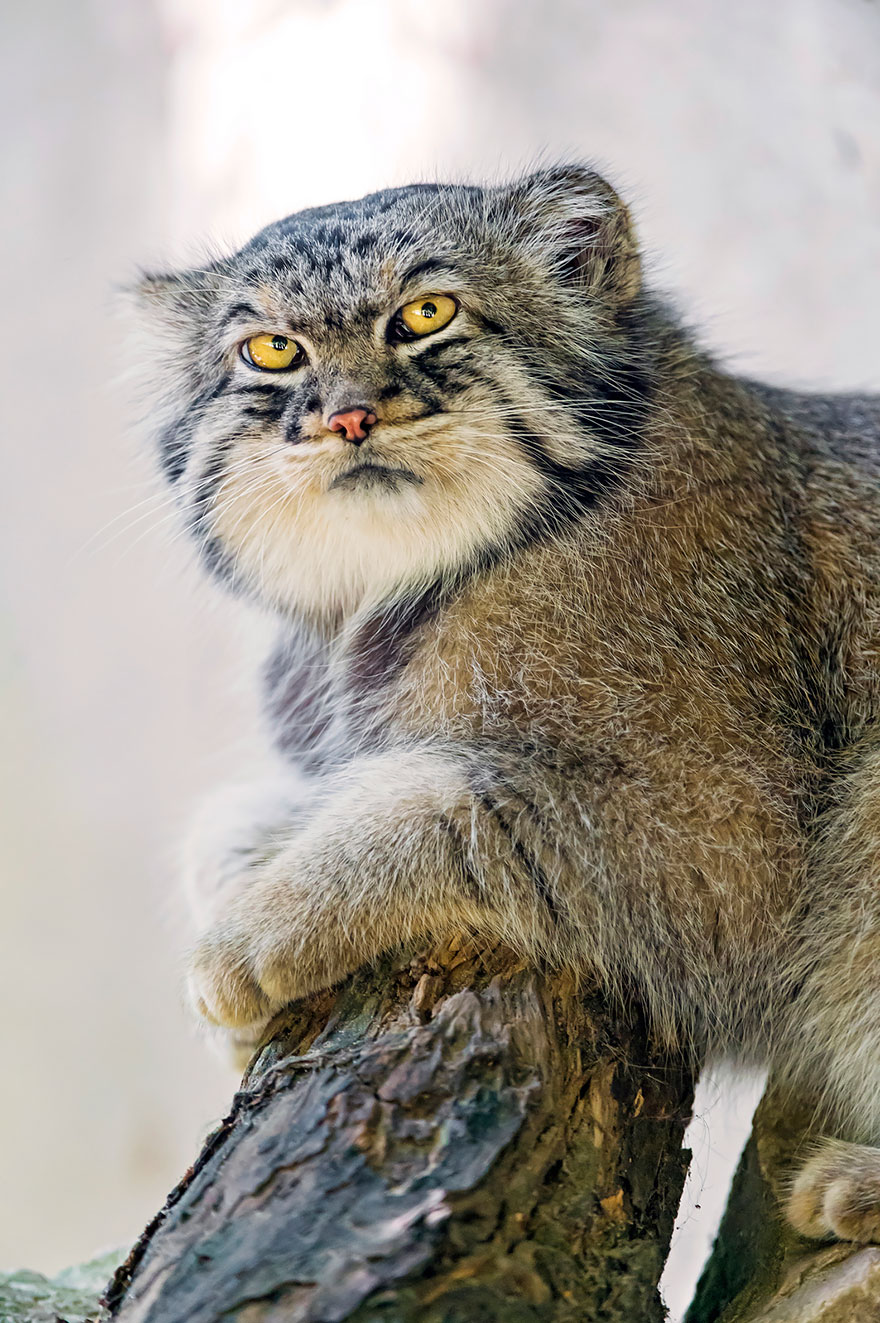 Pallas Cat