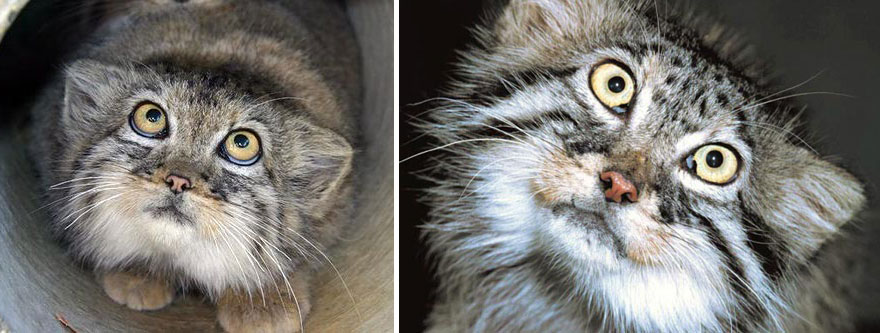 Pallas Cat