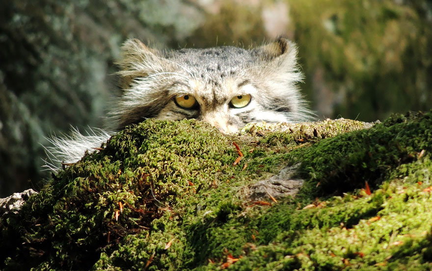 Pallas Cat