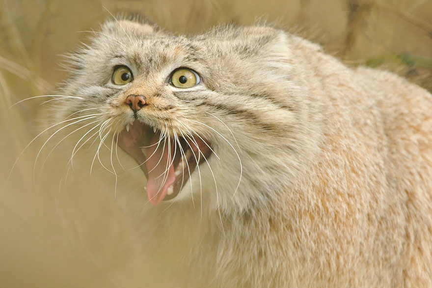 Pallas Cat