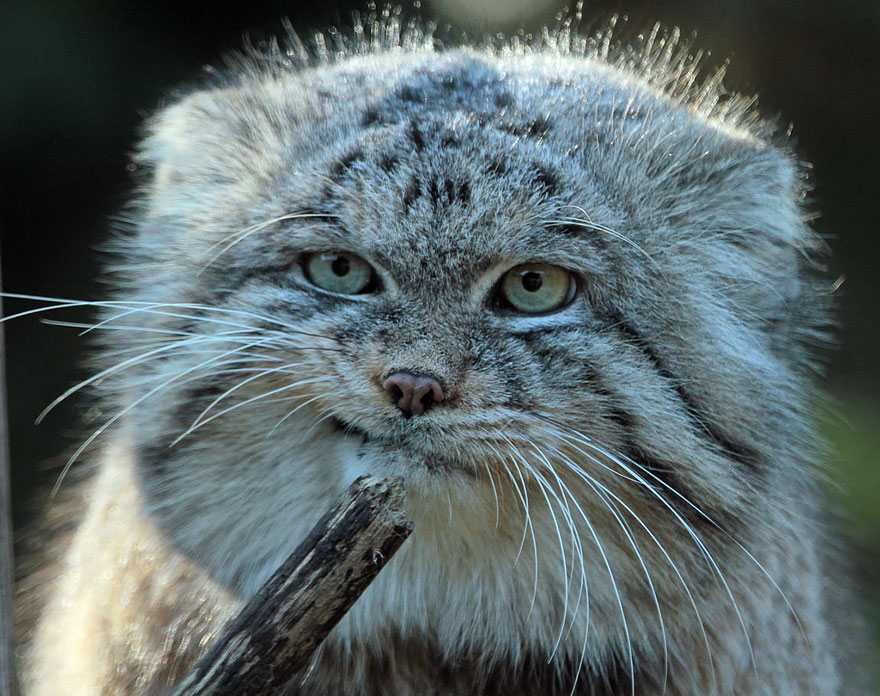 Pallas Cat