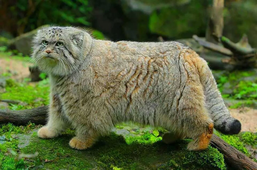 Pallas Cat