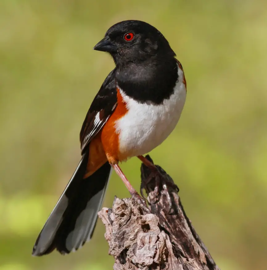 Uncovering the Secrets of the Rugged Melody of the Eastern Towhee: Its Mysterious Allure