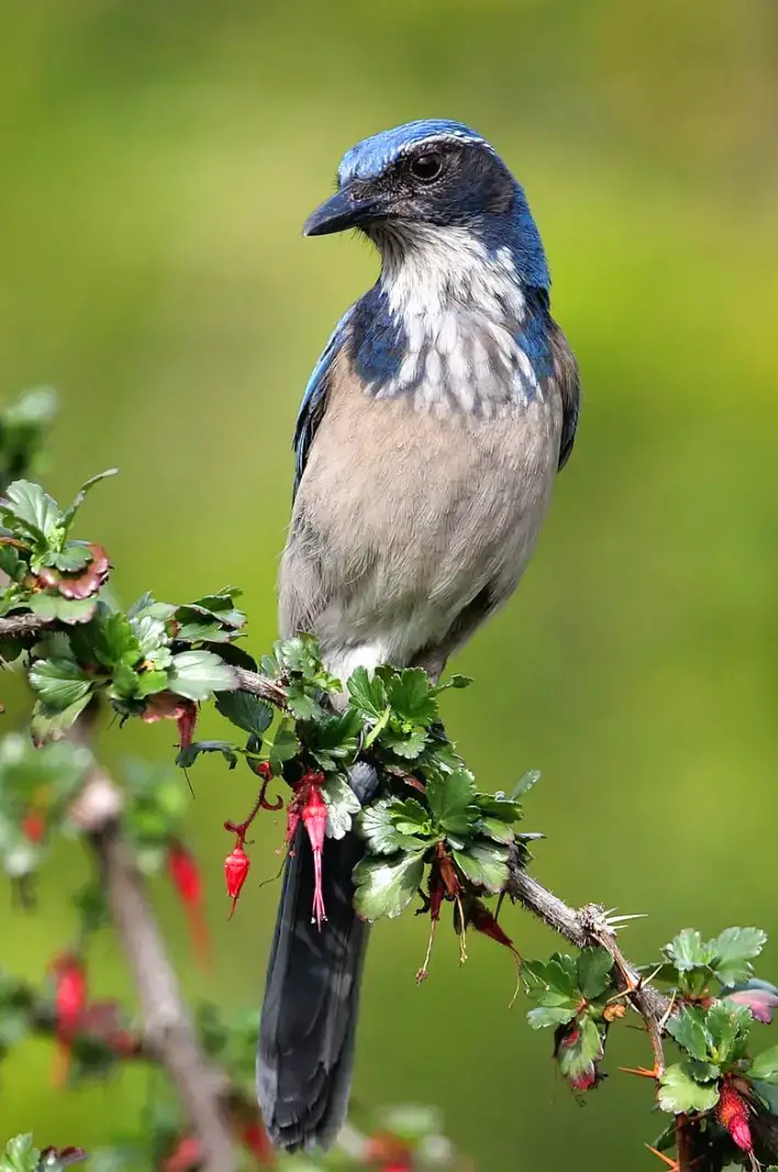 The Desert Sentinel: An Exploration into Woodhouse’s Scrub Jay’s Interesting Life