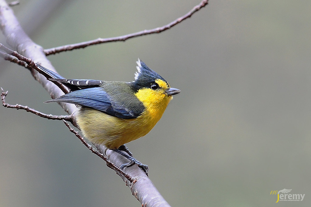 "黃山雀(Amarillo