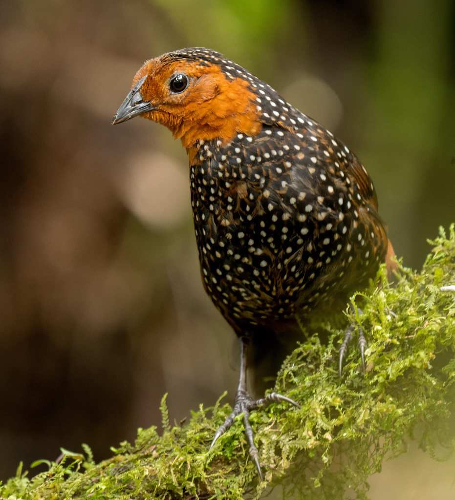 "tapaculo