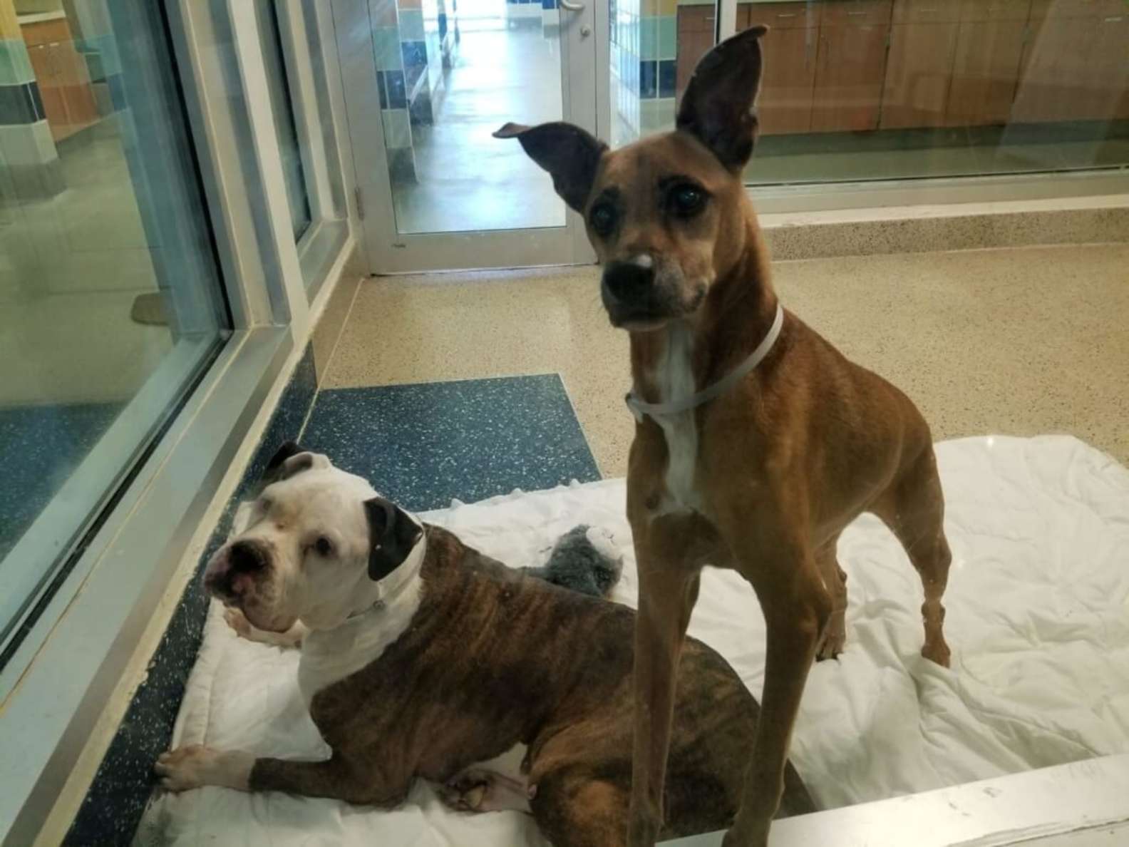 Shelter Dog Keeping Calling For His Best Friend From His Kennel After Separated From Him