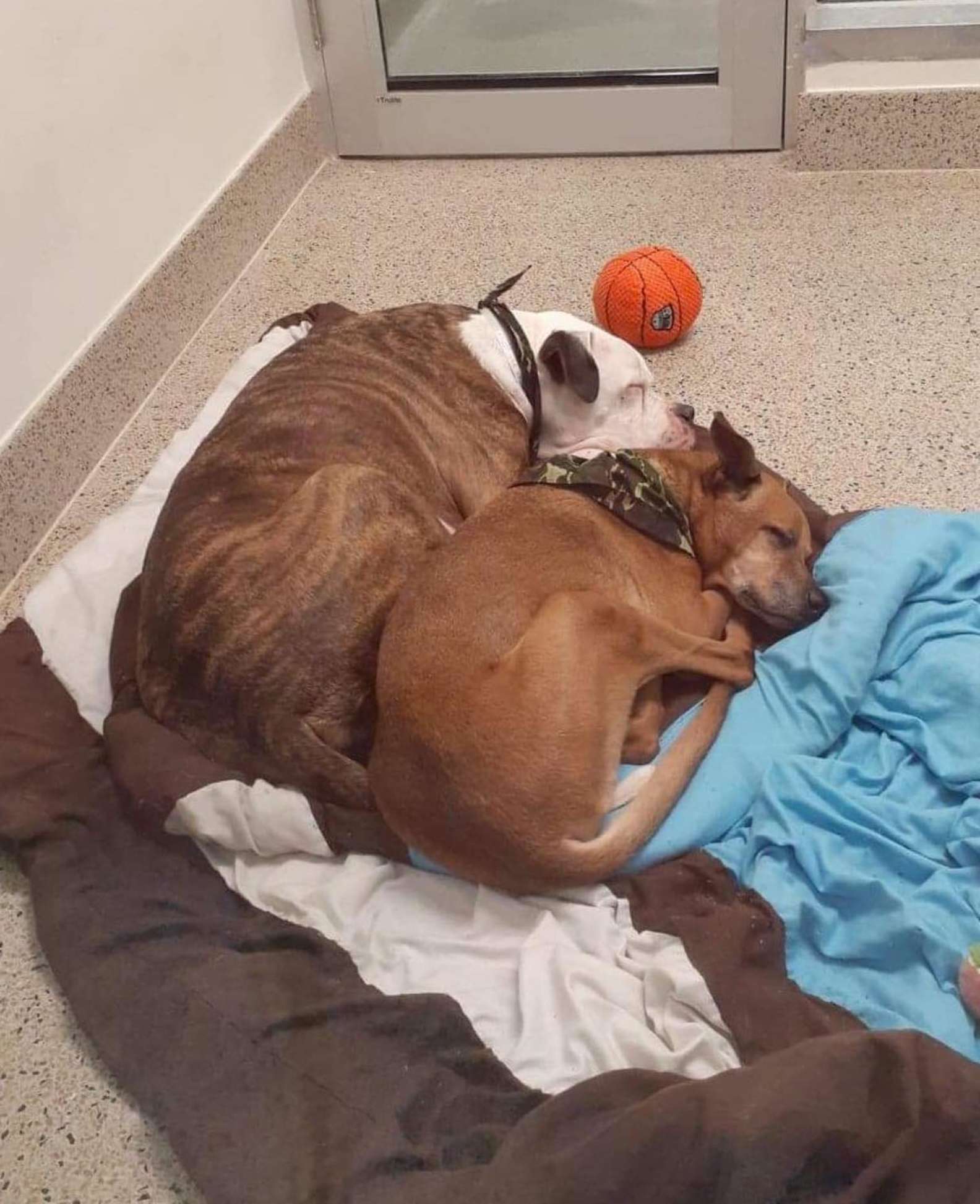 Shelter Dog Keeping Calling For His Best Friend From His Kennel After Separated From Him