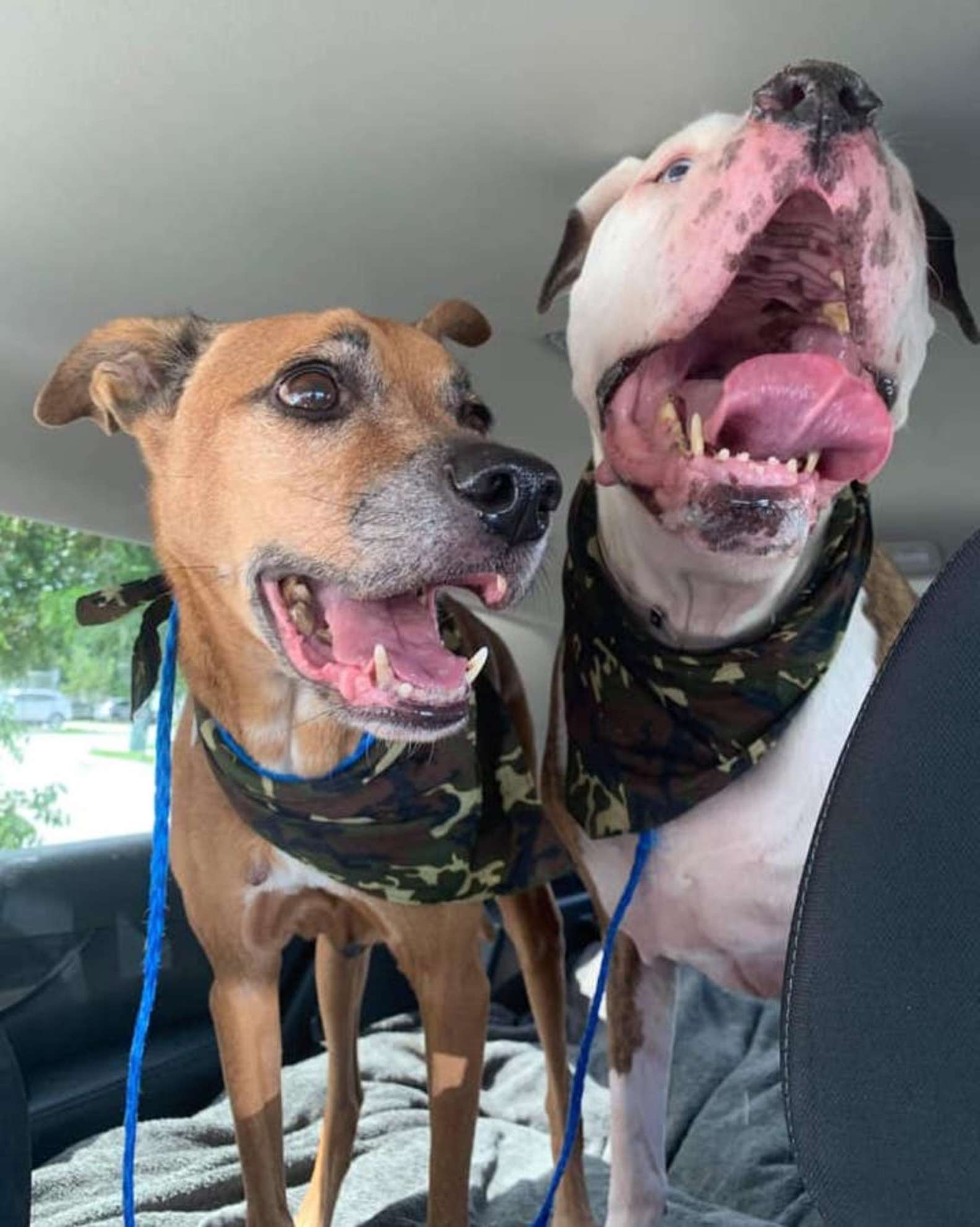 Shelter Dog Keeping Calling For His Best Friend From His Kennel After Separated From Him