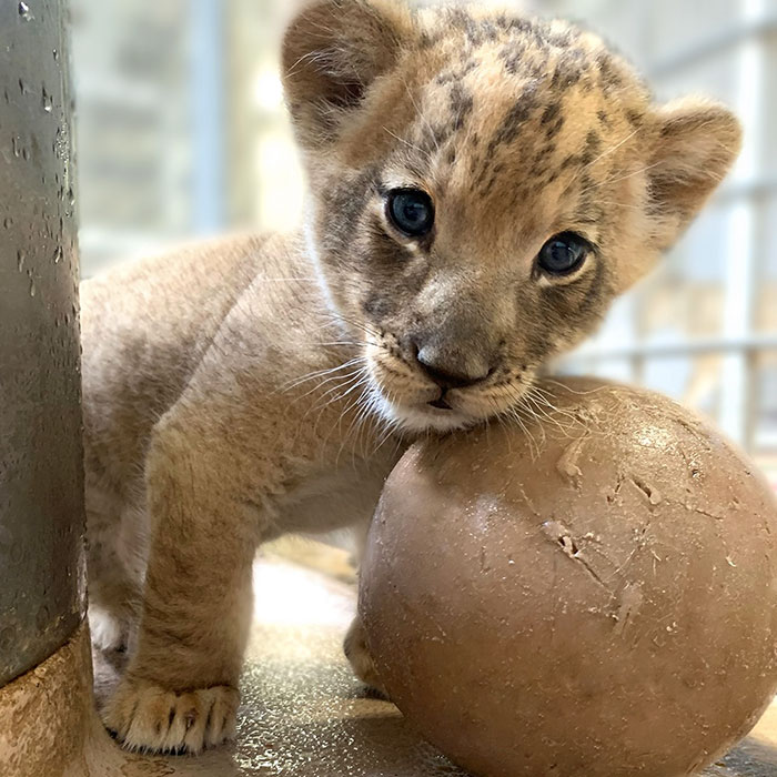 Dad Lion Crouches Down To Meet His Baby Cub For The First Time In This Adorable Video