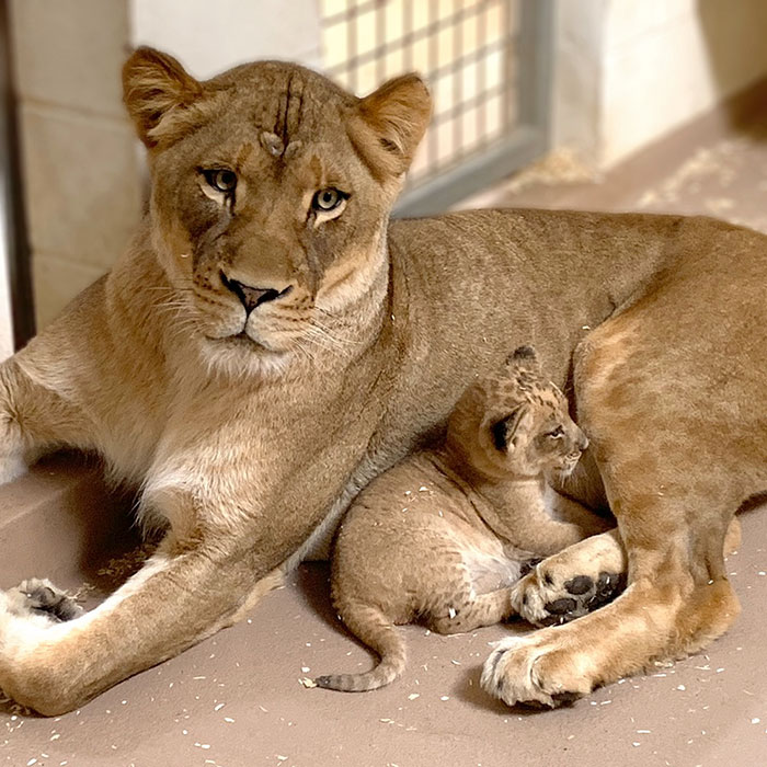 Dad Lion Crouches Down To Meet His Baby Cub For The First Time In This Adorable Video