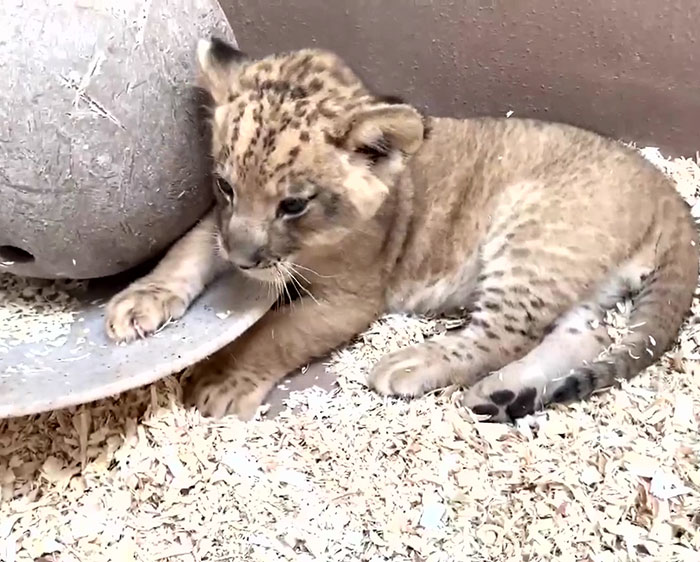 Dad Lion Crouches Down To Meet His Baby Cub For The First Time In This Adorable Video