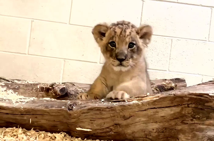 Dad Lion Crouches Down To Meet His Baby Cub For The First Time In This Adorable Video