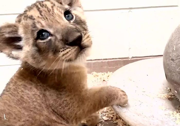 Dad Lion Crouches Down To Meet His Baby Cub For The First Time In This Adorable Video