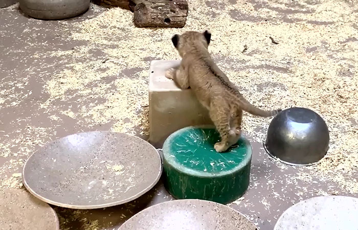 Dad Lion Crouches Down To Meet His Baby Cub For The First Time In This Adorable Video