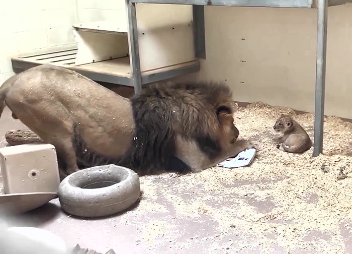 Dad Lion Crouches Down To Meet His Baby Cub For The First Time In This Adorable Video