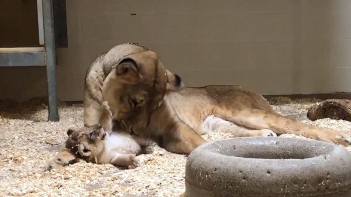 Dad Lion Crouches Down To Meet His Baby Cub For The First Time In This Adorable Video