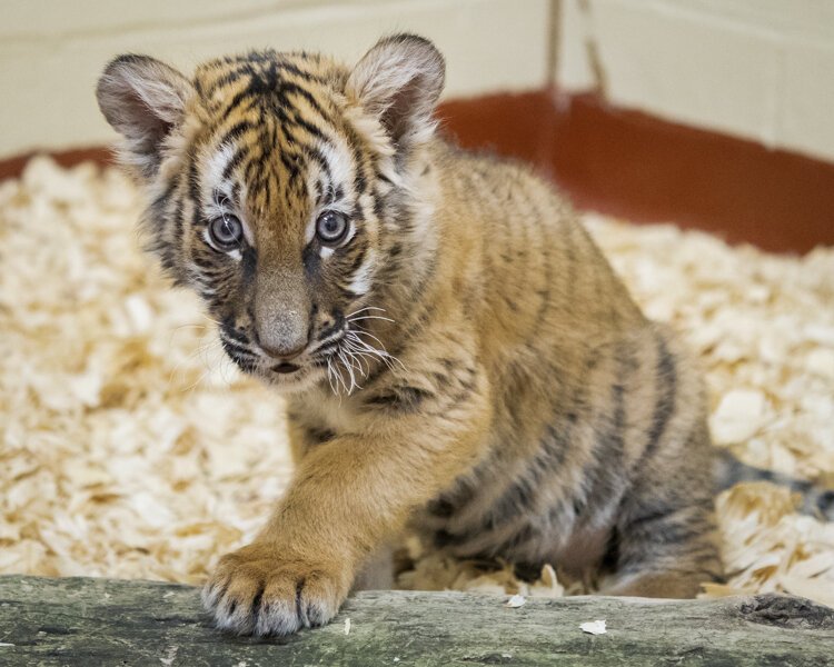 "malayan_tiger_cub_02.jpg"