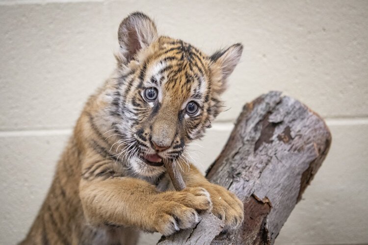 "malayan_tiger_cub_03.jpg"