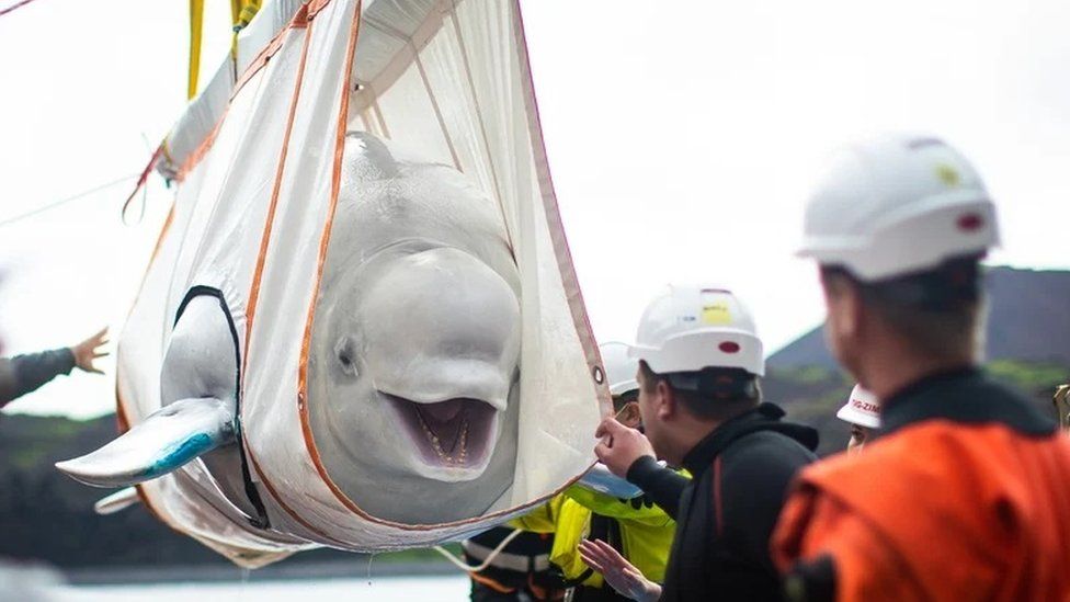 Ballena beluga.