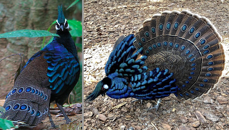 Palawan Peacock-Pheasant, A Striking Bird With Iridescent Blue-Green Plumage And Mohawk (10 Pics) - Nature And Animals - Sonyaz