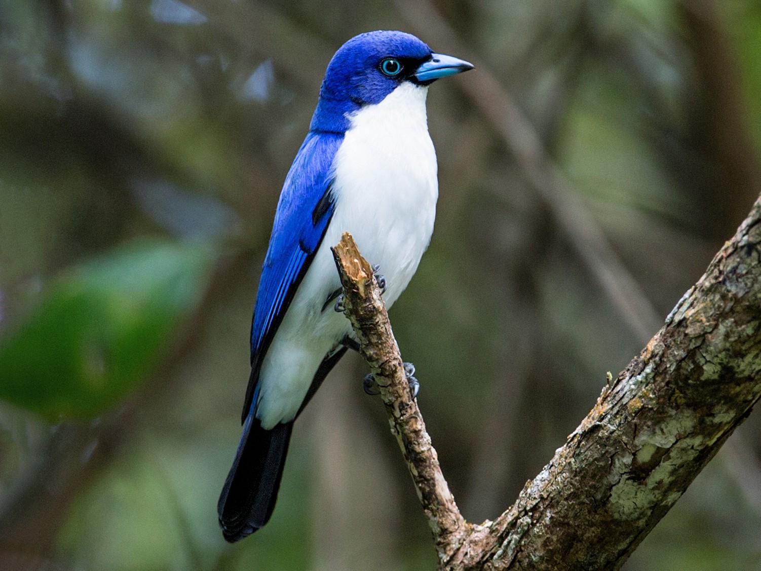 Madagascar Blue Vanga - eBird