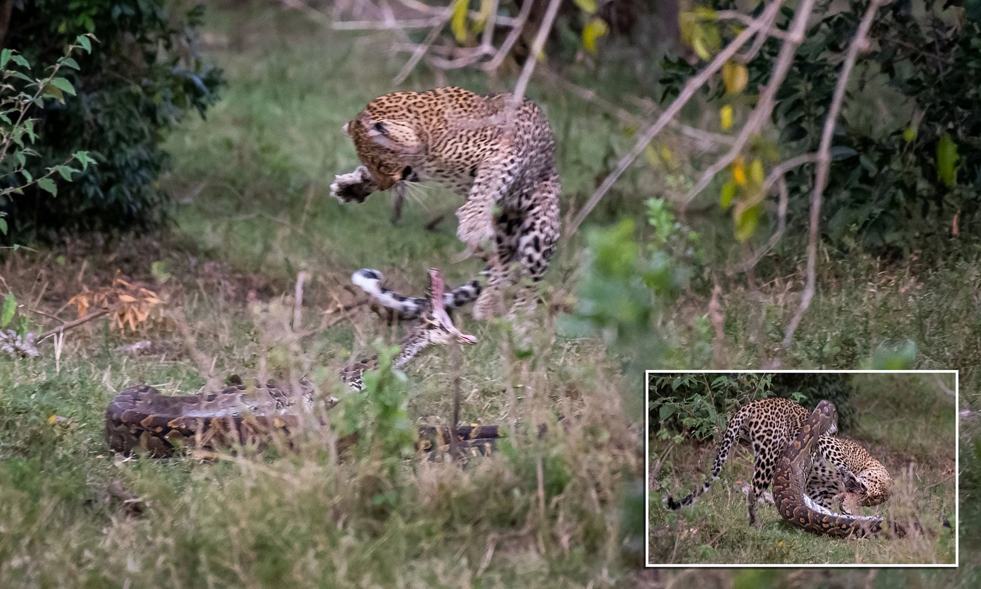 Pitón tiene el cráneo aplastado por un leopardo que intentó atacar | Correo diario en línea
