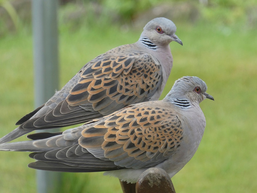 Turtle dove: August 2021 bird of the month - The English Garden