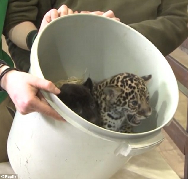 The two jaguars are placed into a bucket full of hay to keep warm while one practises its roar