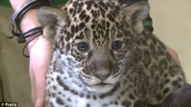 The two cubs - one black and one spotty - are the fifth brood of mother and father Agnes and Rock