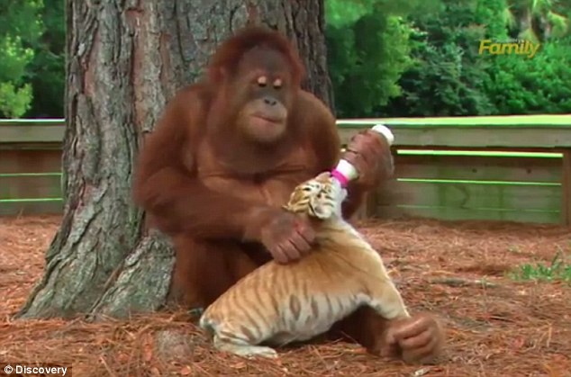 Primate babysitter: A male orangutan at a nature preserve in South Carolina has taken to spending his time with a set of baby tiger cubs, who he sometimes nurses with a bottle 