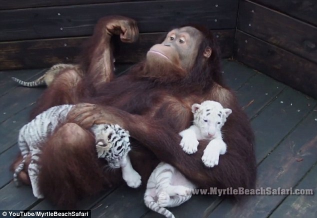 Hanging out: A white baby Bengal tiger looks comfortable being held by his orangutan friend 