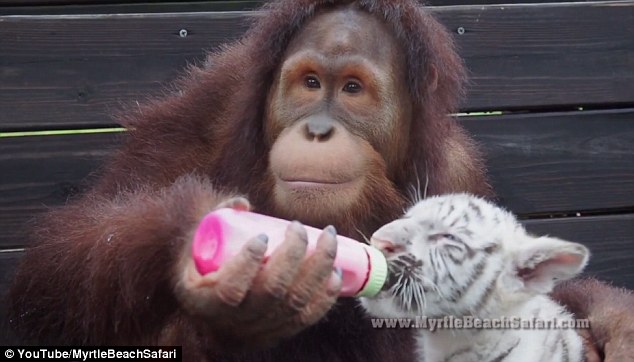 Snack time: The orangutan has become just as good at nursing the growing cubs as his human caregivers