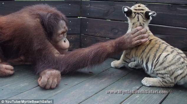 Scratch: In the videos released by Discovery Family and the Myrtle Beach Safari, the orangutan looks mesmerized with the baby cats who he loves to pet 