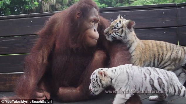 Staring contest: The orangutan eyes one of the baby tigers in a heartwarming interaction 