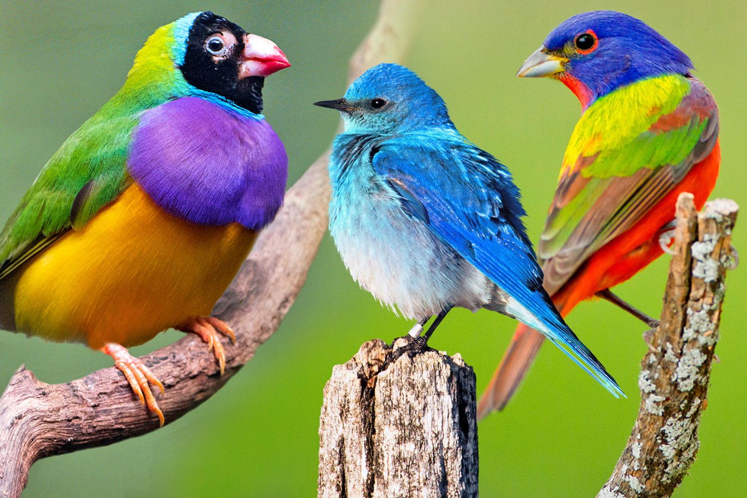 It's official: birds really are brighter in the Tropics