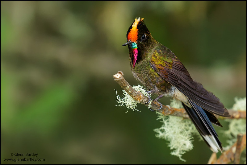 "Barba arcoiris