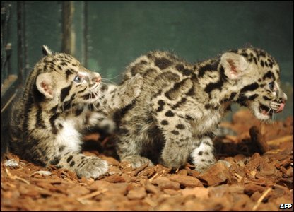 Meet Parti and Jaya, rare clouded leopards cubs born at a zoo in Paris in May.