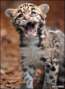 Rare leopard cub