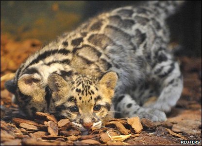 Rare leopard cubs